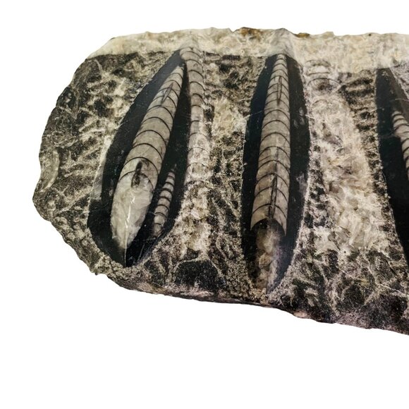 Orthoceras Fossil Specimen On Black Matrix 8 1/2" x 4" - Picture 2 of 10